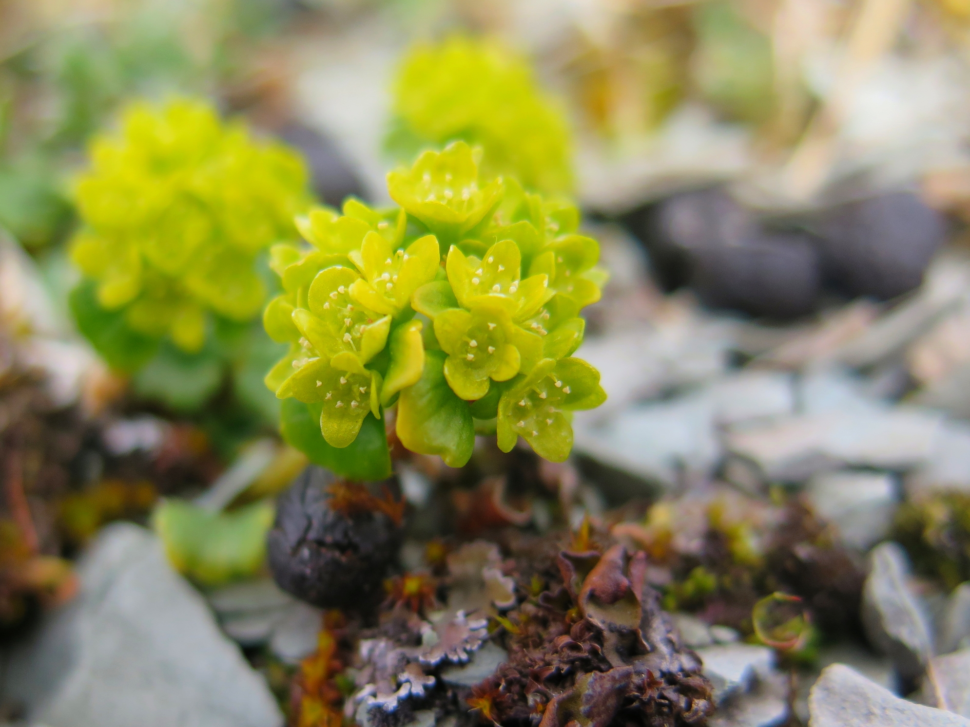 Mystery Alpine Flower