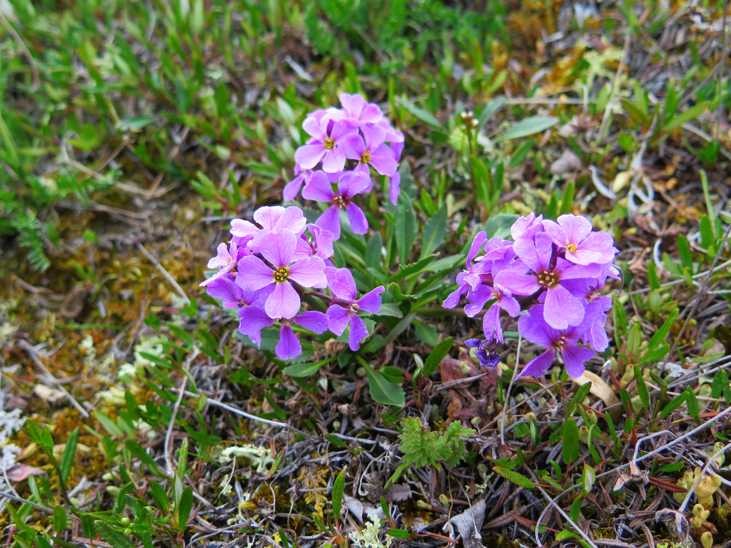 Parry's Wallflower