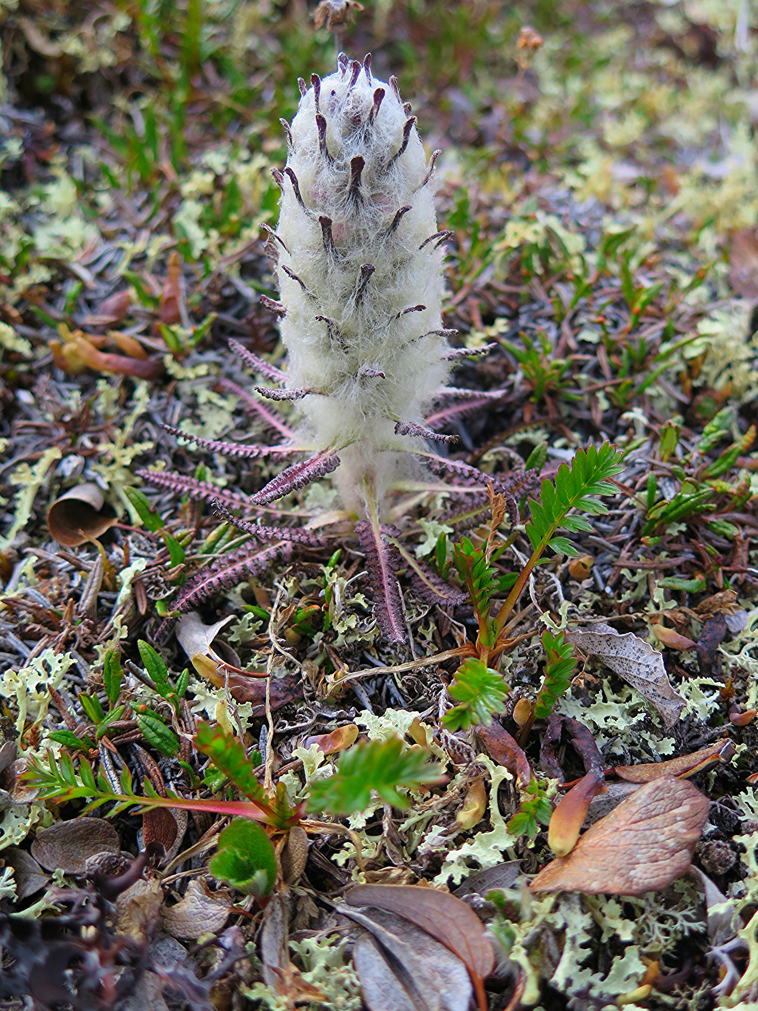 Wooly Lousewort