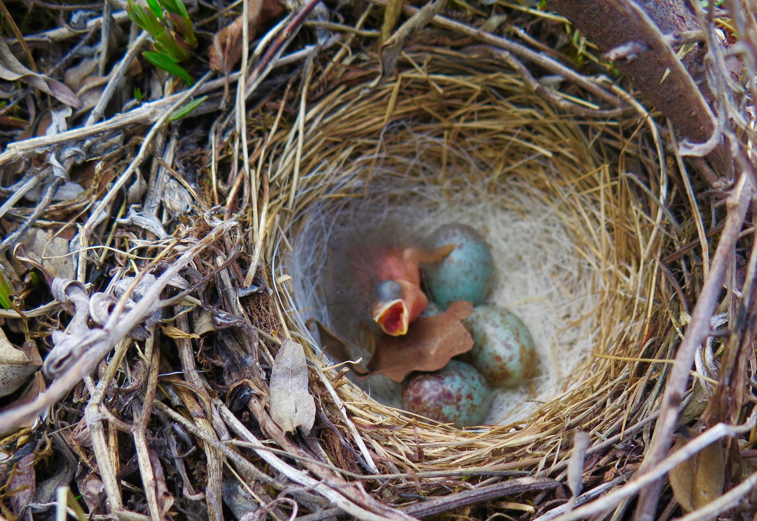 Newborn Sparrow