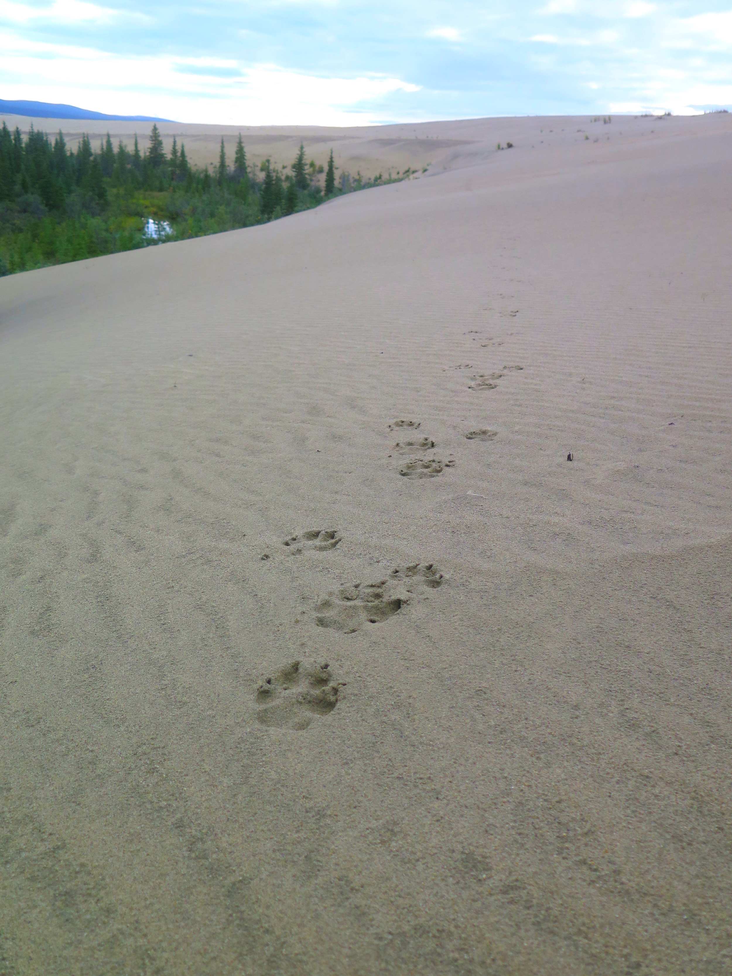 Wolf Tracks