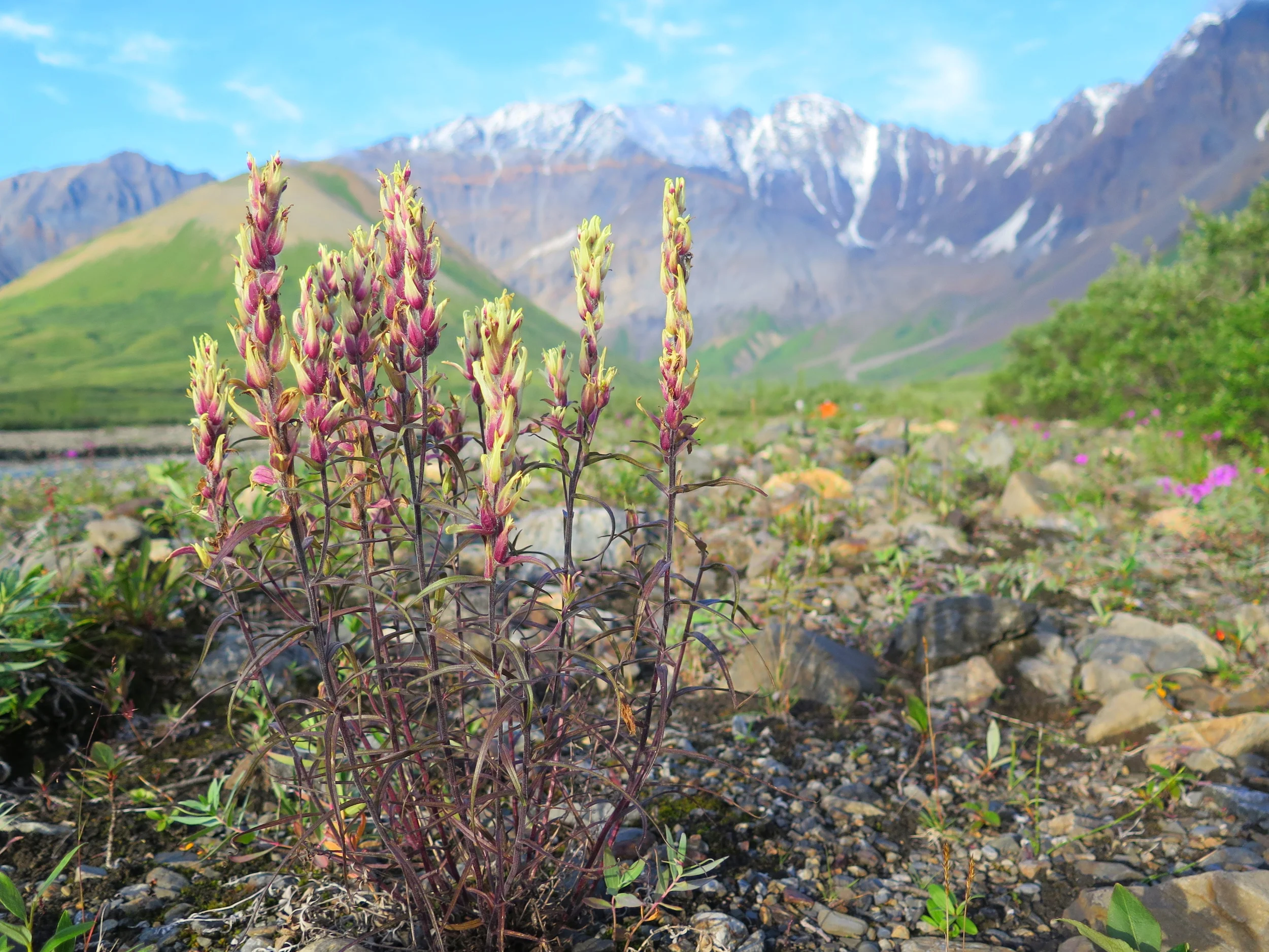 The Revelation Mountains - July 2015