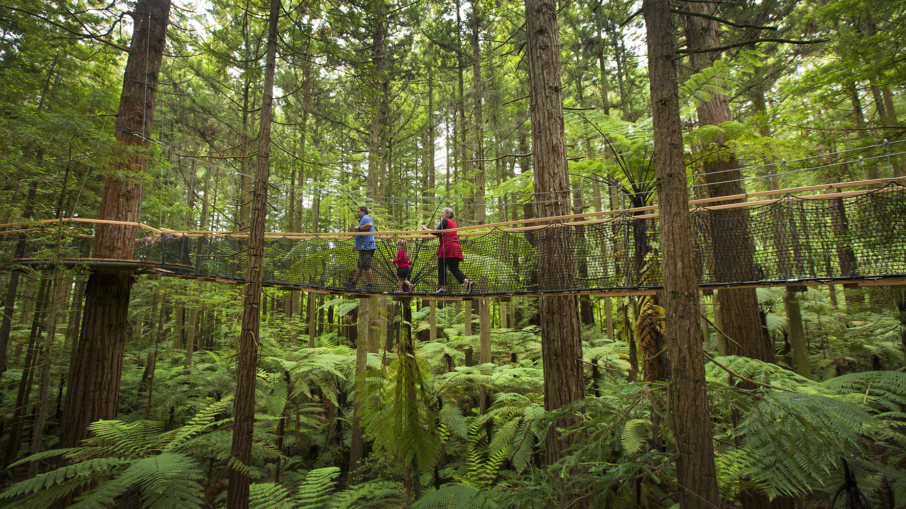 0055-Redwoods-Treewalk-Rotorua-Tourism-Media.jpg