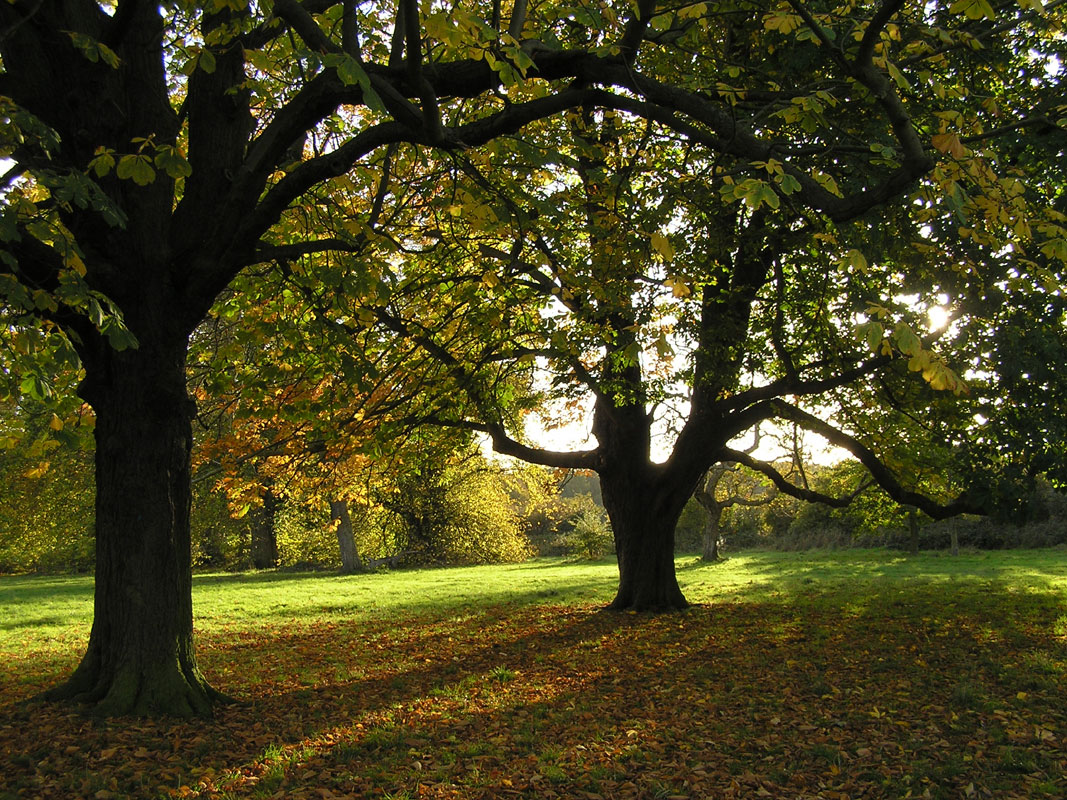 Hylands Park
