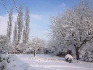 1 my winter garden.jpg