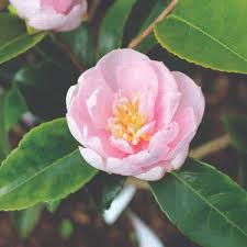 Camellia sasanqua