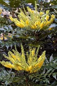 Mahonia x media ‘charity’