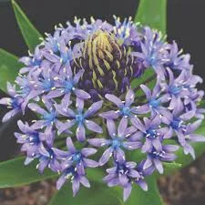 Scilla perunviana