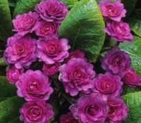 Primula v ‘Marie Crousse’