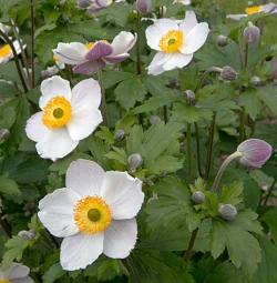 Anemone ‘Dreaming Swan’