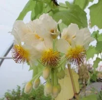 Sparrmannia africana