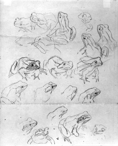 Beatrix Potter, Several Studies of Frogs, Frederick Warne.