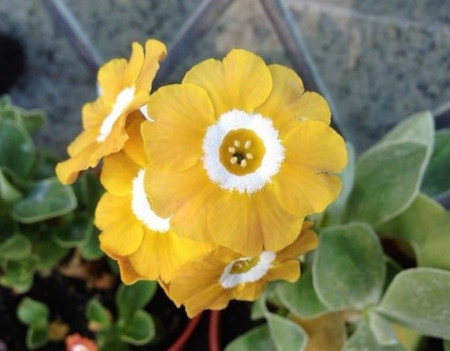 2 Auricula web.jpg