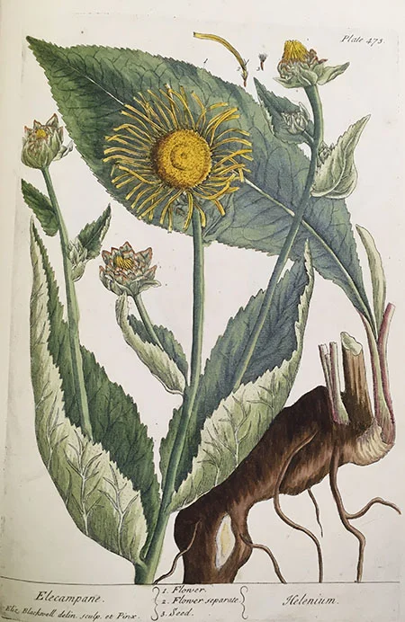 Elecampane ( Inula helenium ), plate 473.