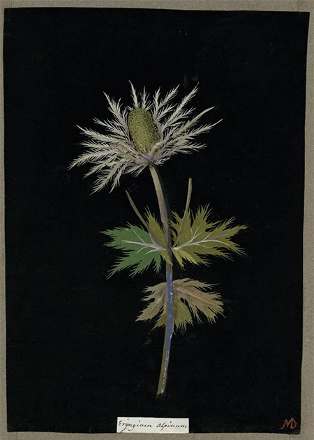 Eryingium alpinum, 1776 (Sea Holly), BM.