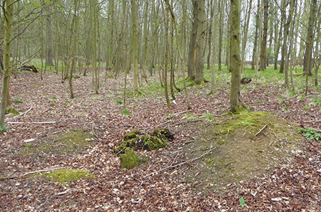 Two of a cluster of Pillow Mounds in Blenheim Park.
