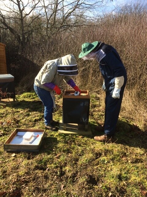 6. Inspecting the bees.JPG