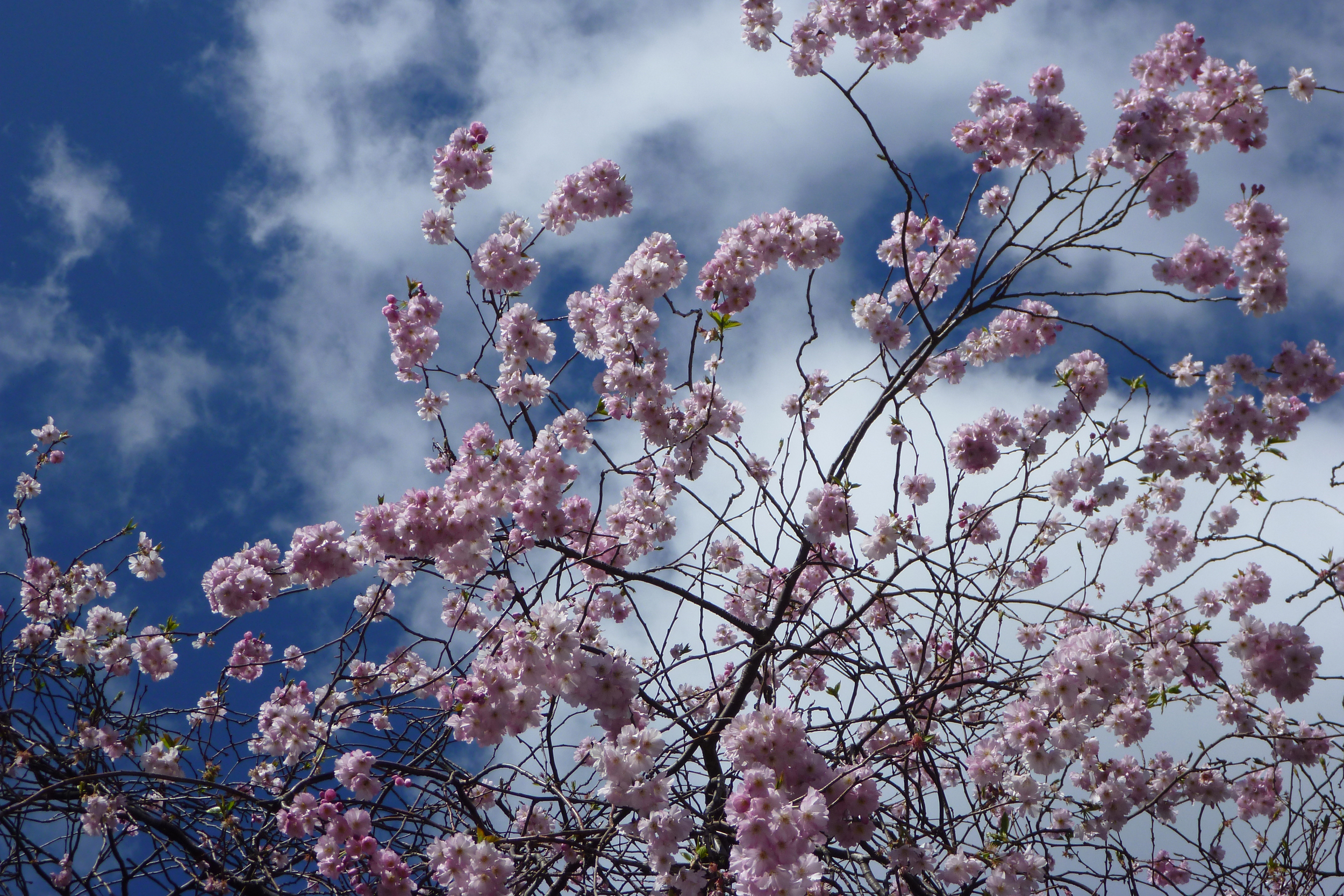 cherry blossom.JPG