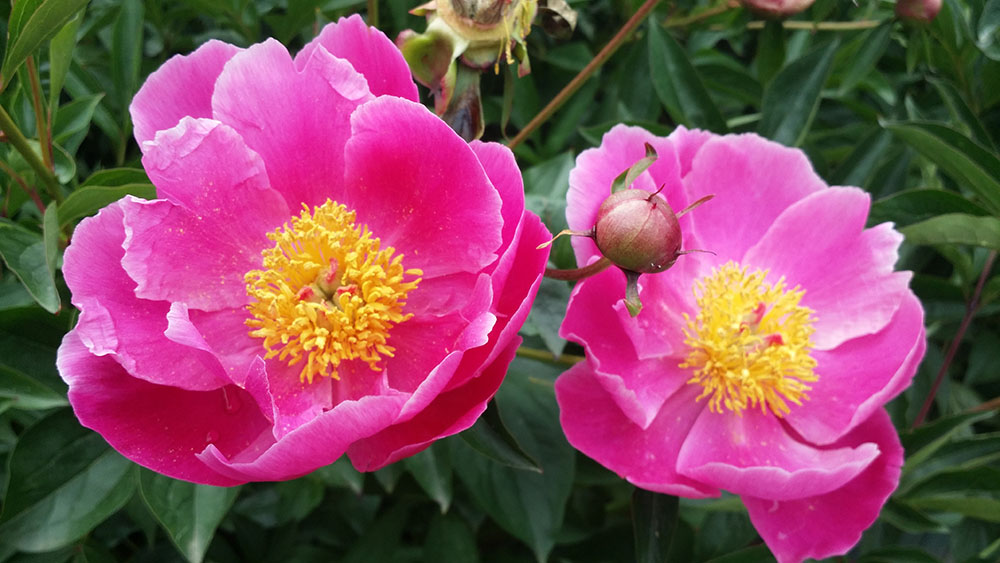 1-Centro-Botanico-Moutan-Vitorchiano-Peonie-in-fiore-Green-Atelier-News.jpg