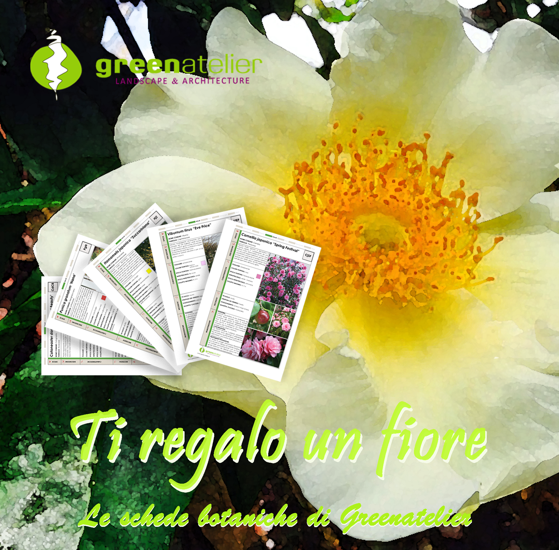 TI REGALO UN FIORE - INSTAGRAM IMMAGINE rosa bracteata.png