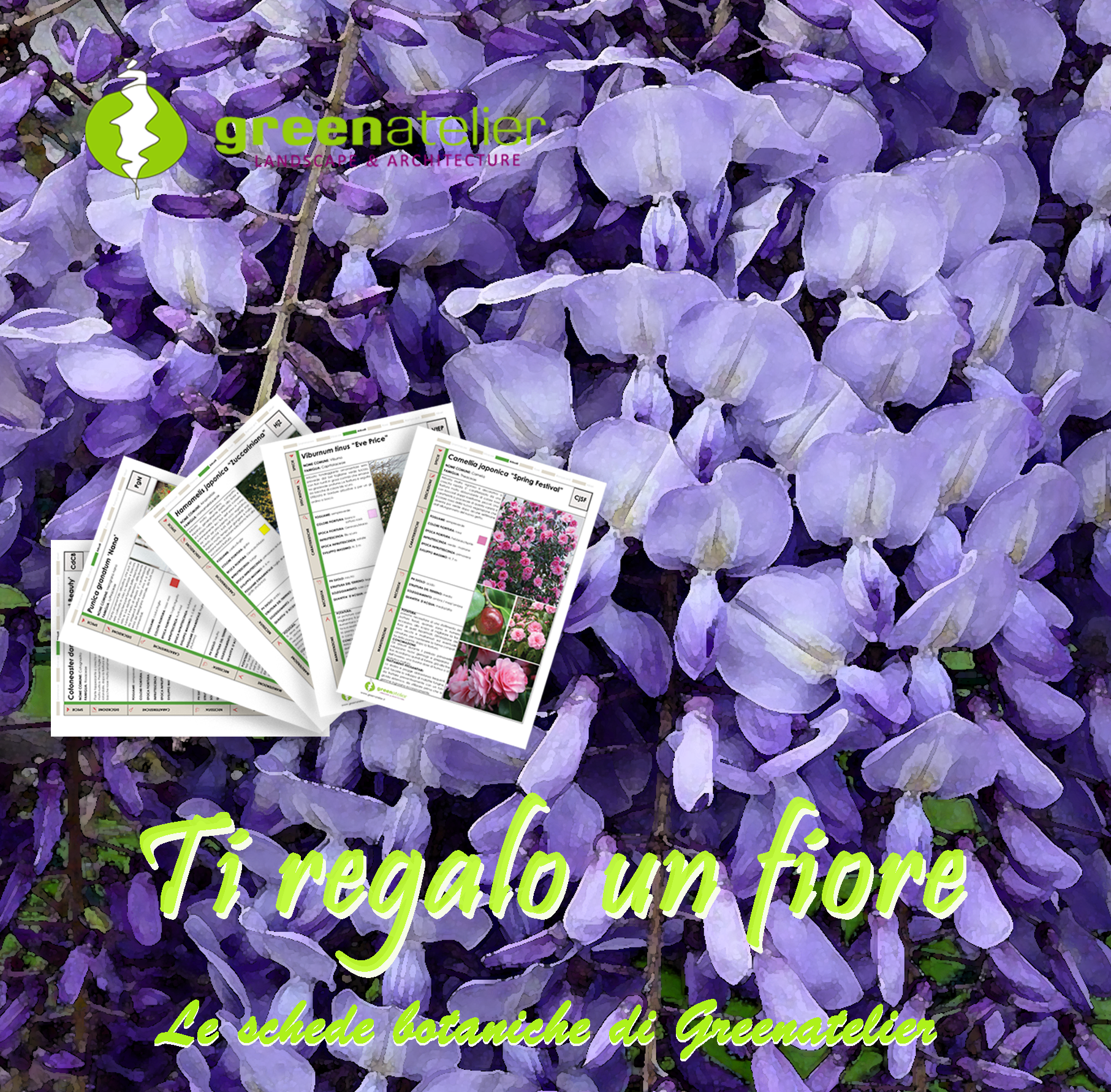 TI REGALO UN FIORE - INSTAGRAM wisteria (1).png