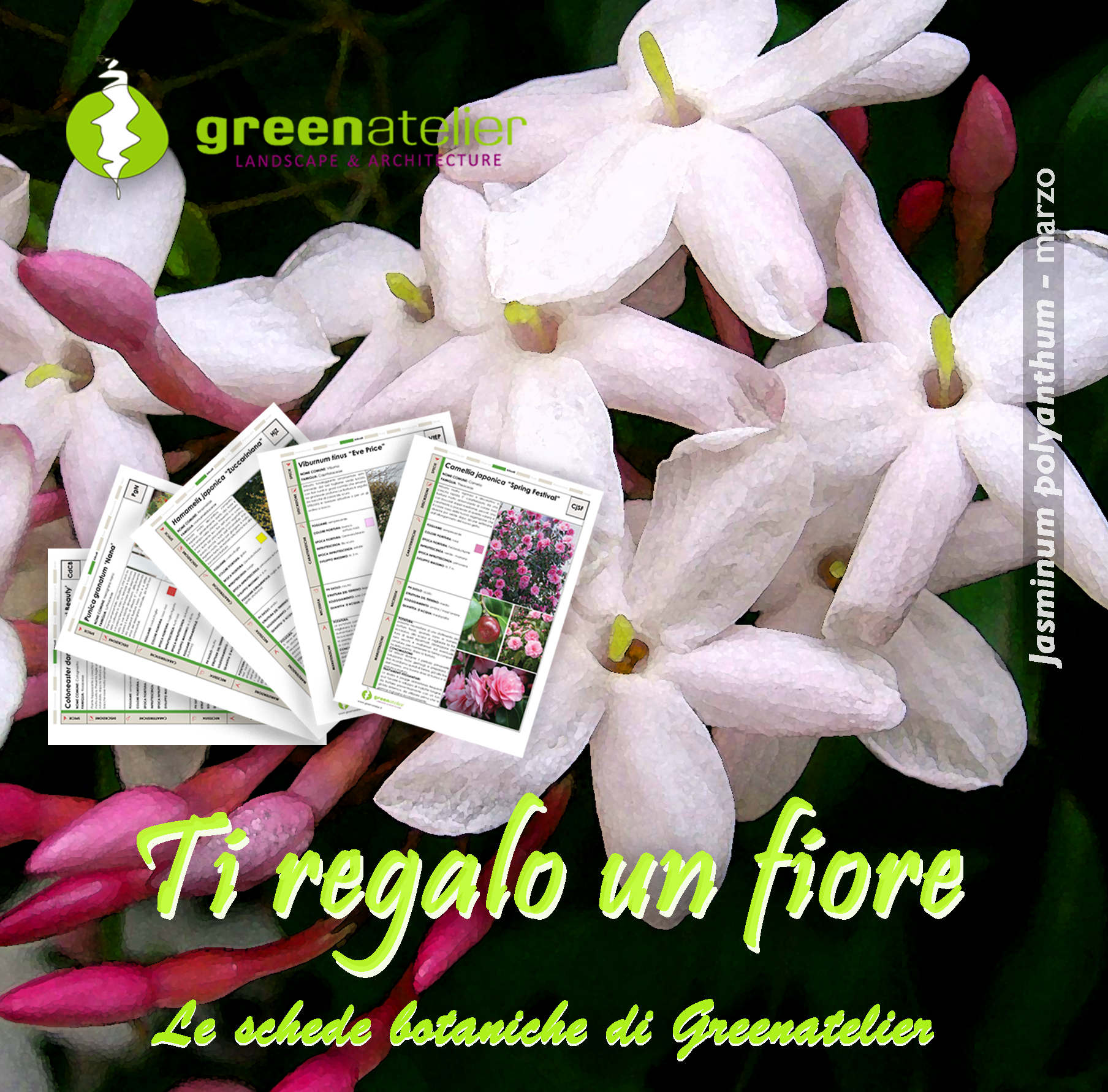 TI REGALO UN FIORE - INSTAGRAM jasminum 2.png