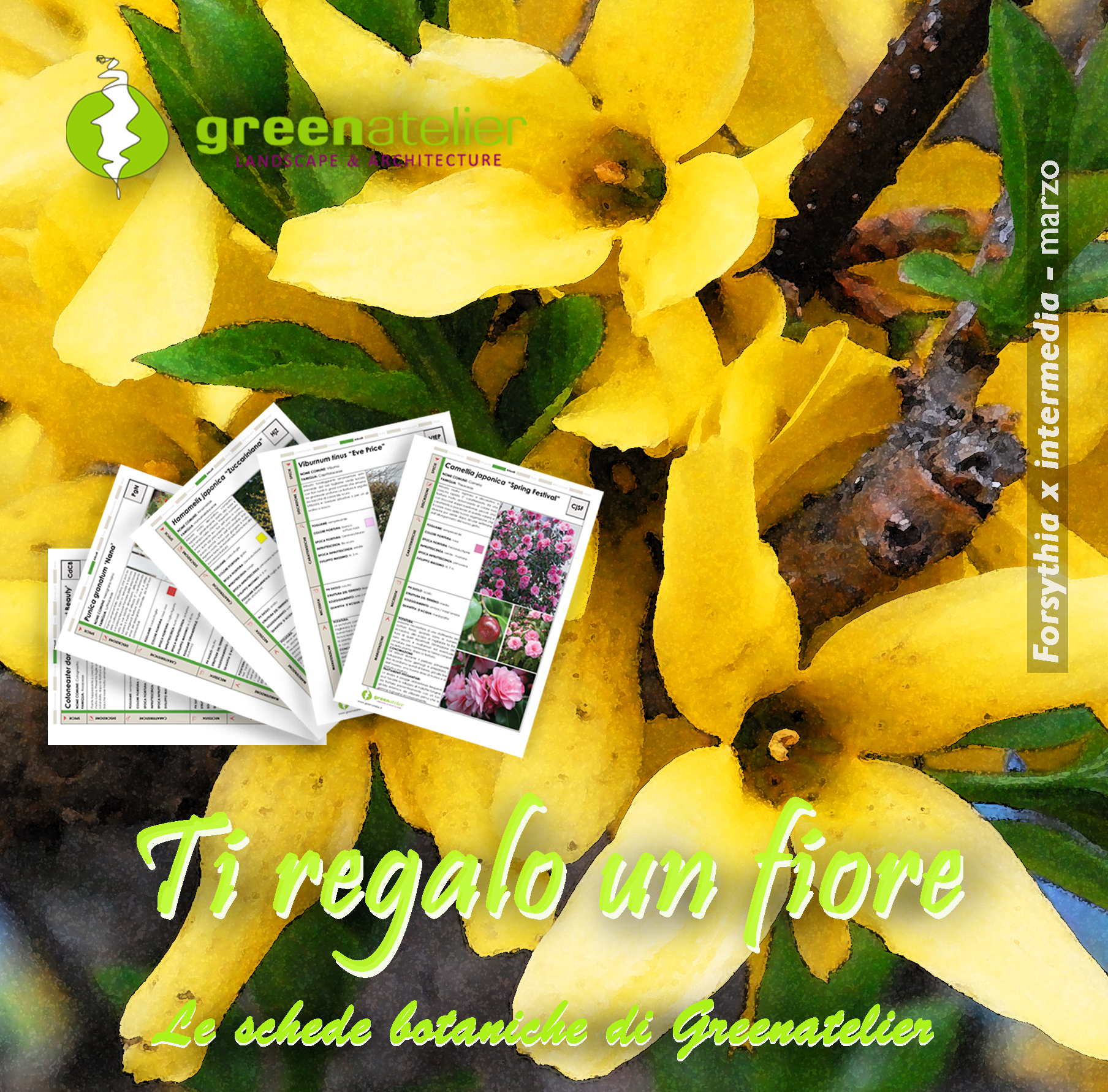 TI REGALO UN FIORE - INSTAGRAM forsythia 2.png