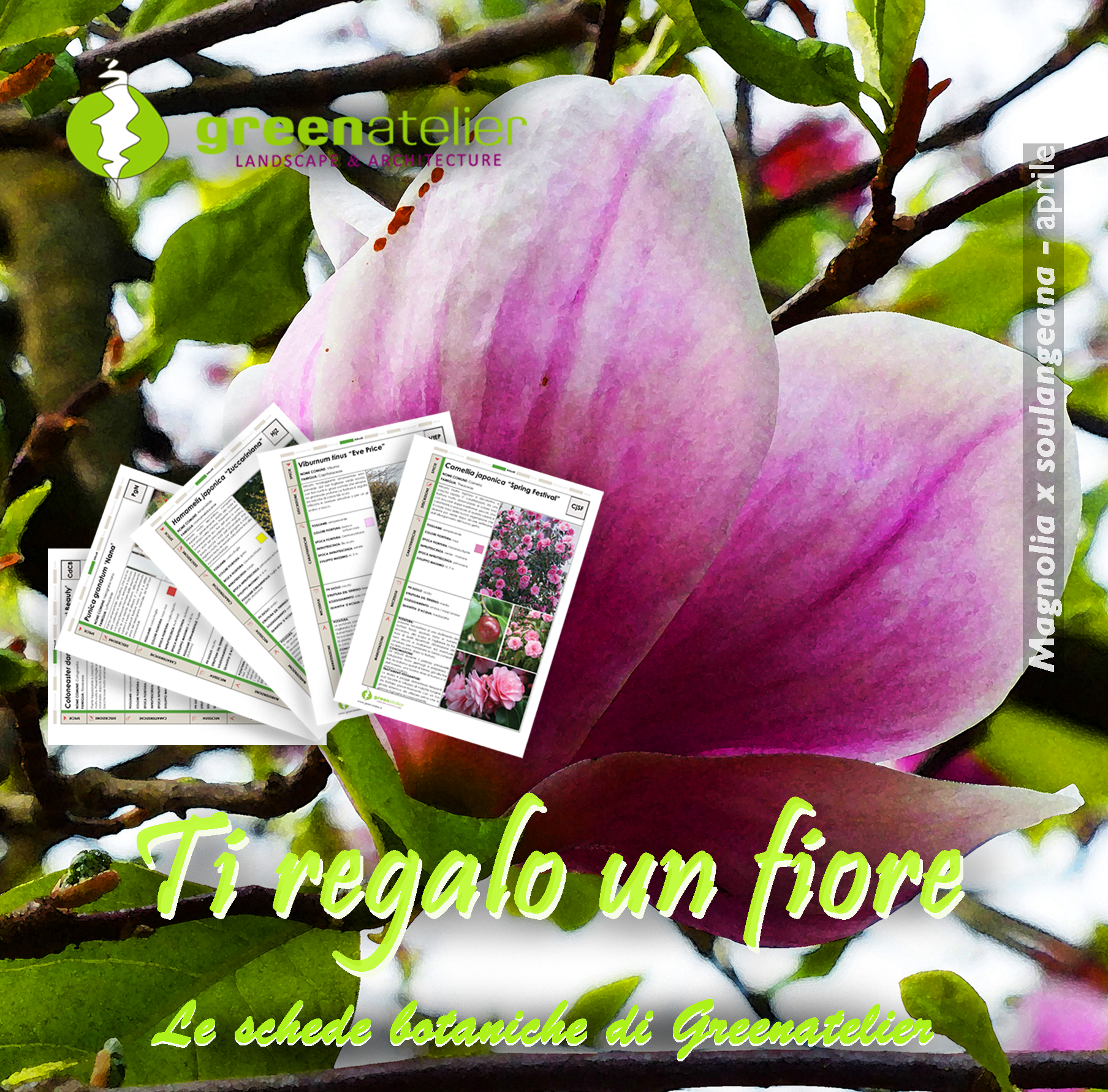 TI REGALO UN FIORE - INSTAGRAM magnolia 2.png