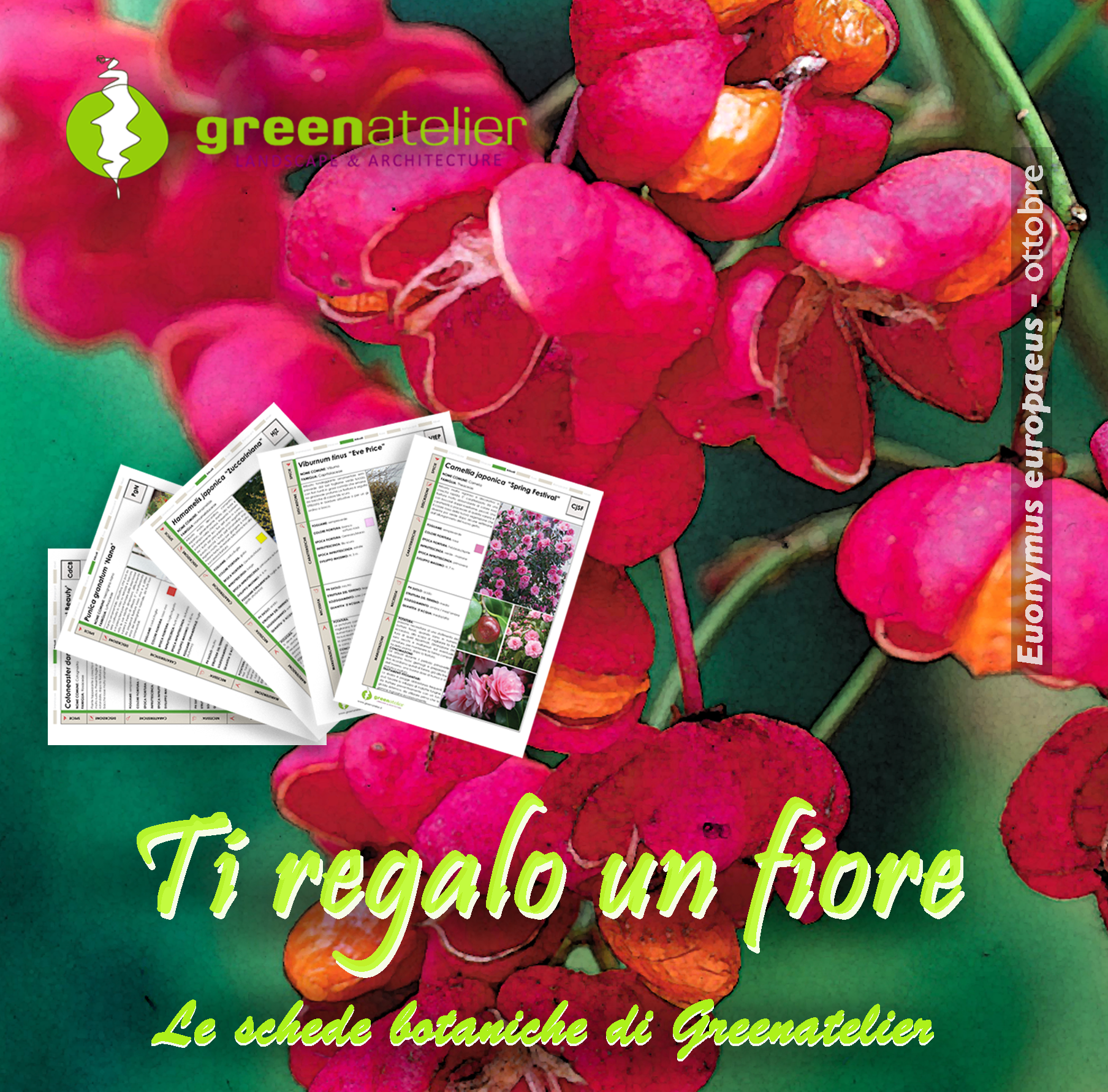 TI REGALO UN FIORE - INSTAGRAM euonymus 2.png