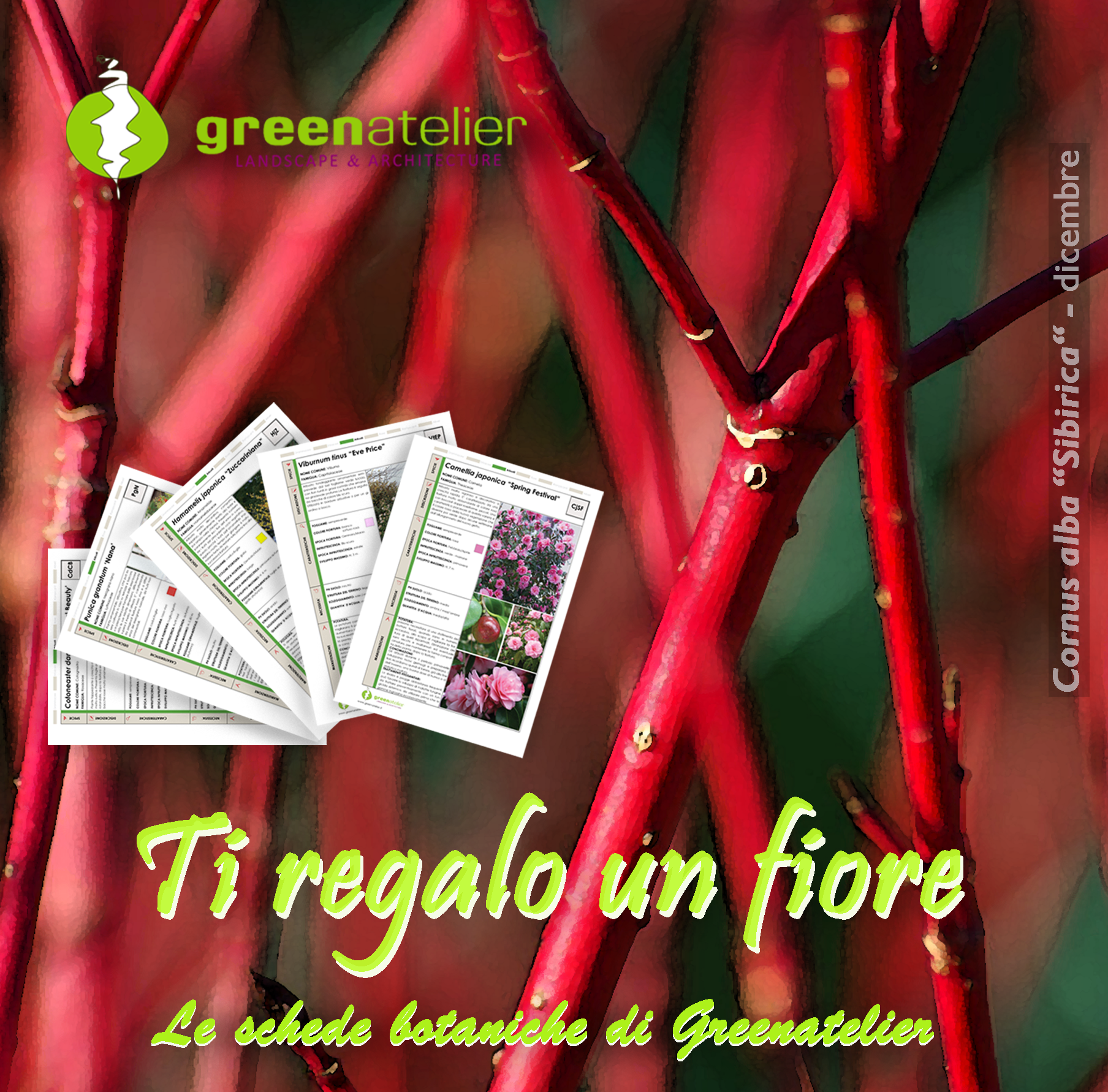 TI REGALO UN FIORE - INSTAGRAM cornus 2.png