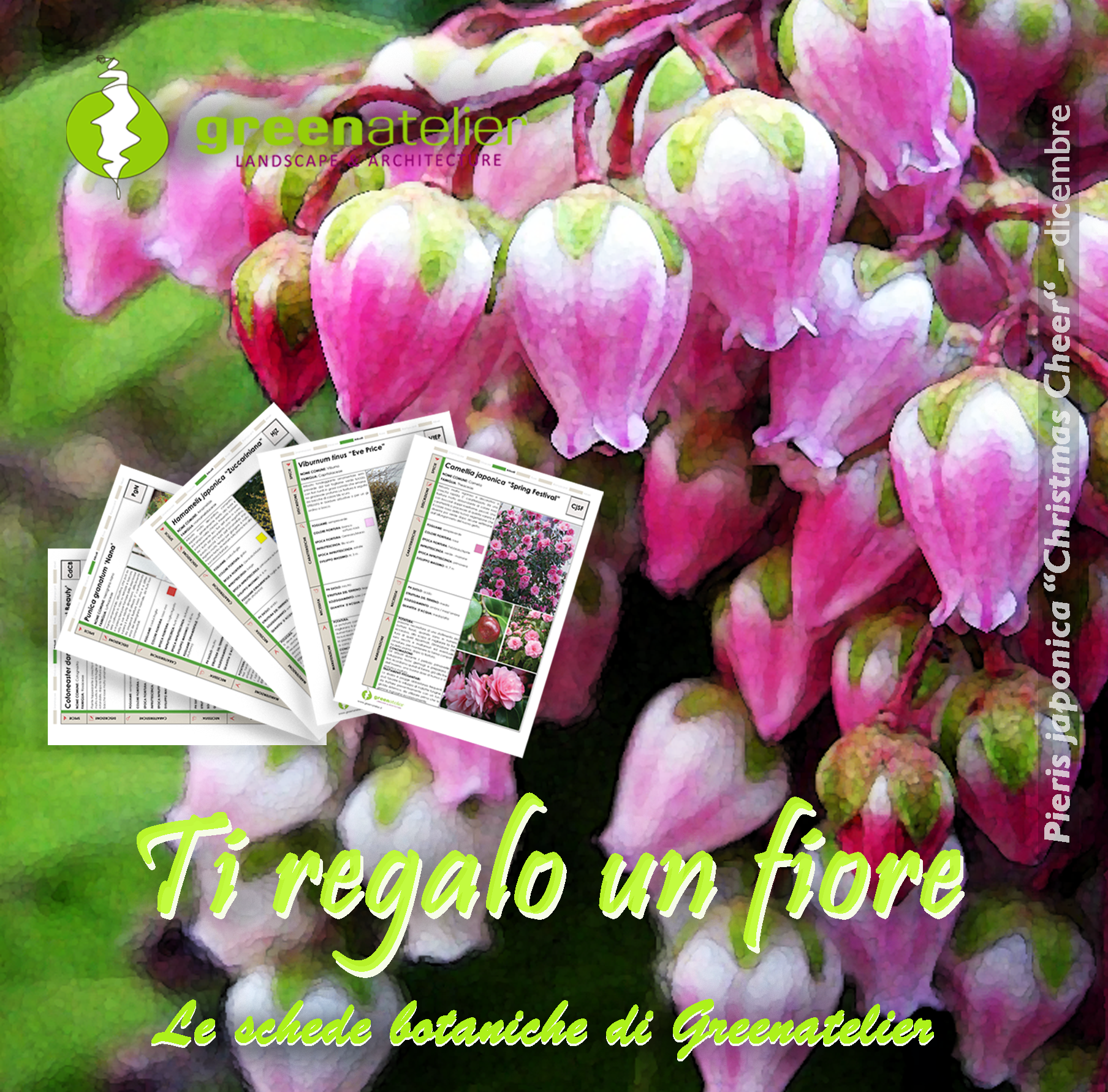 TI REGALO UN FIORE - INSTAGRAM pieris 2.png