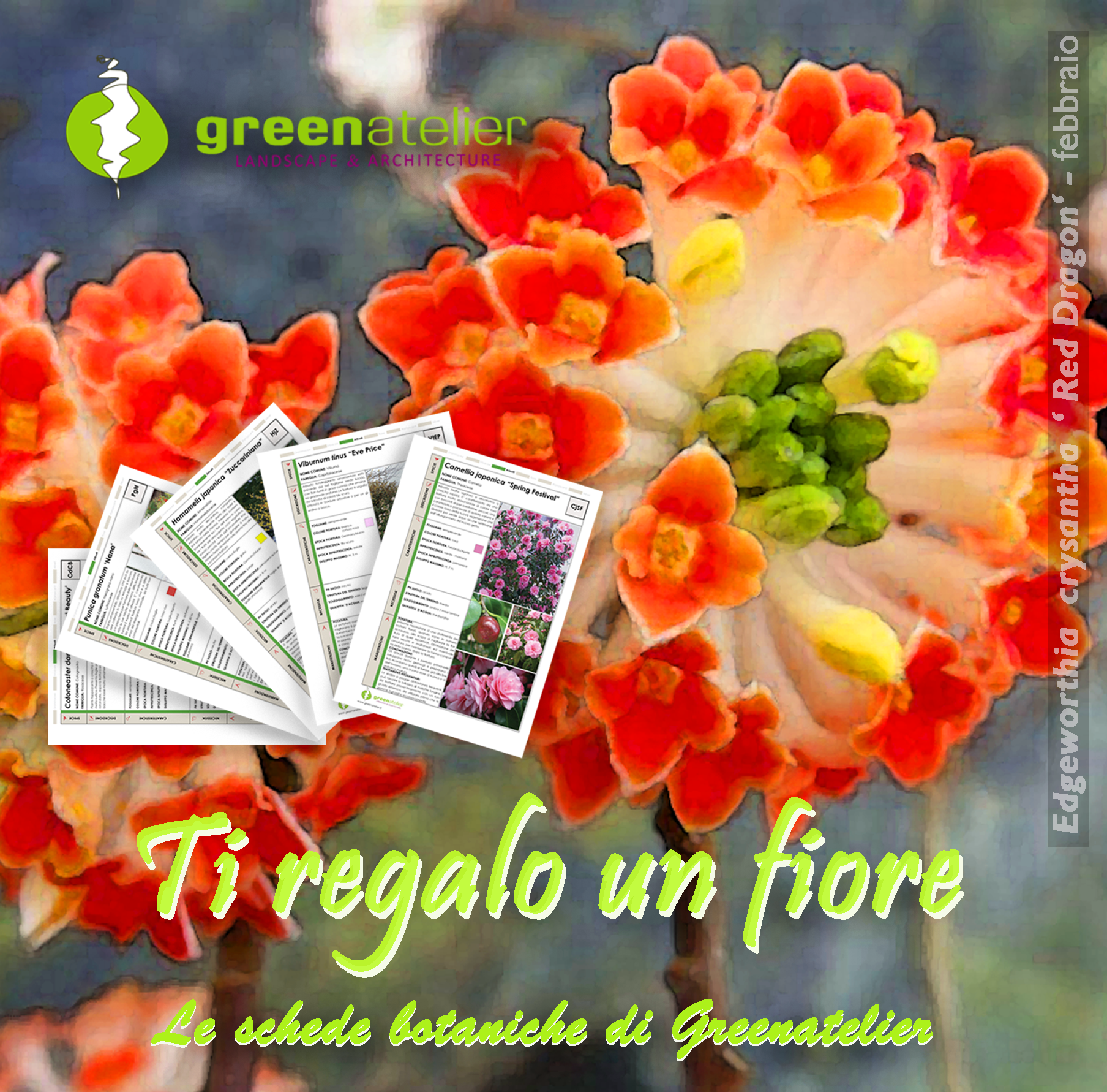 TI REGALO UN FIORE - INSTAGRAM edgeworthia.png