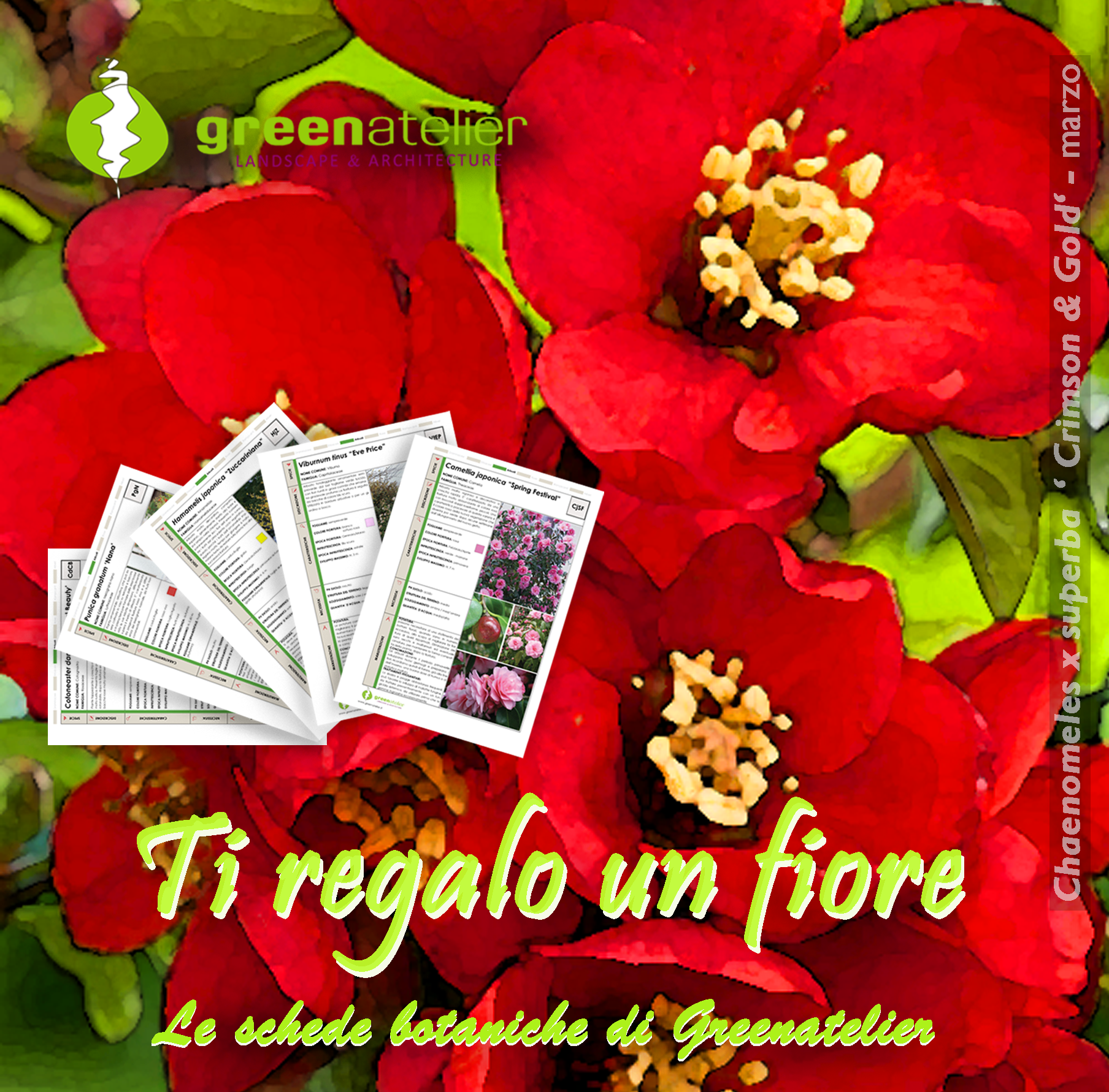 TI REGALO UN FIORE - INSTAGRAM chaenomeles.png