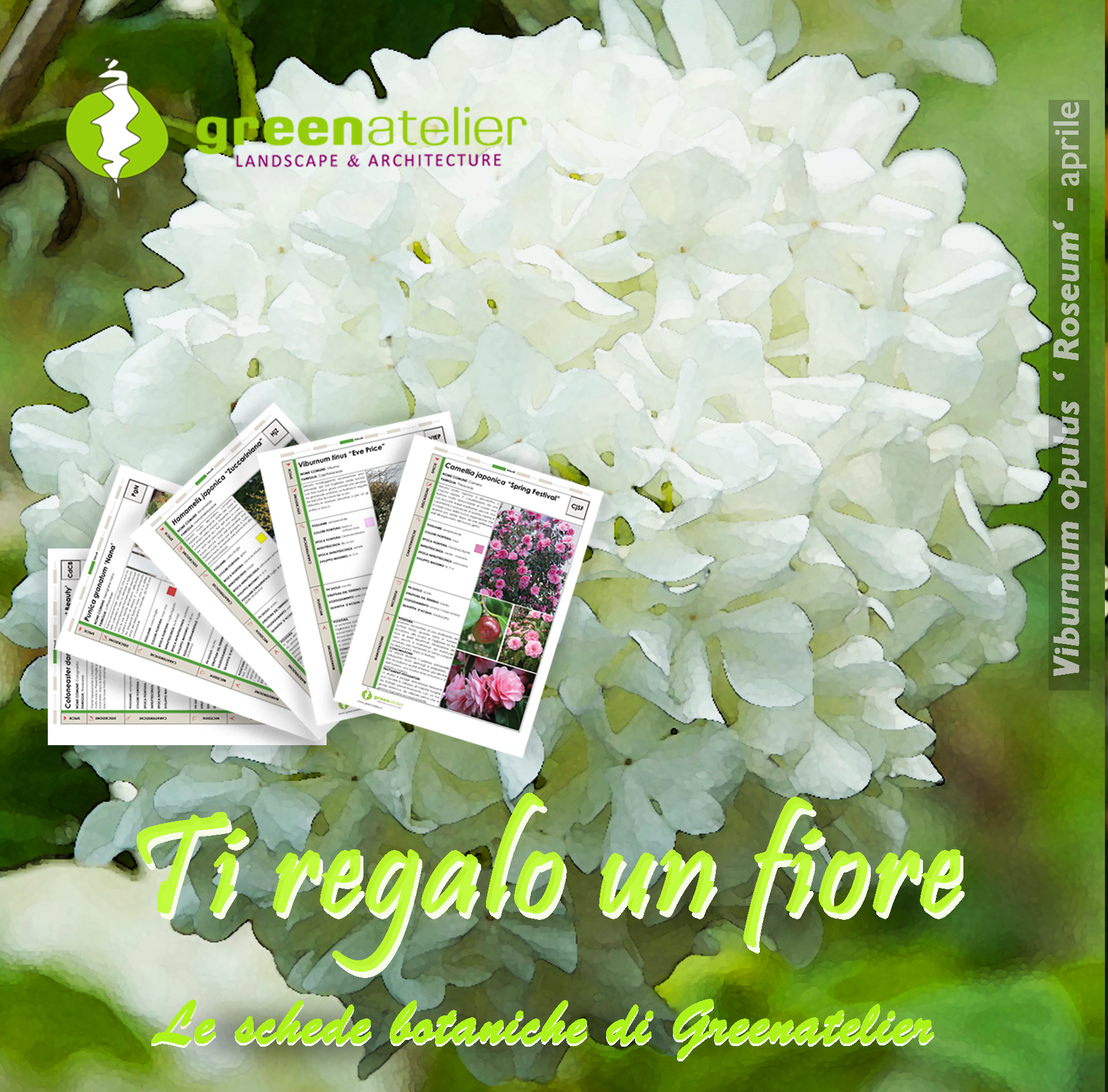 TI REGALO UN FIORE - INSTAGRAM viburno.png