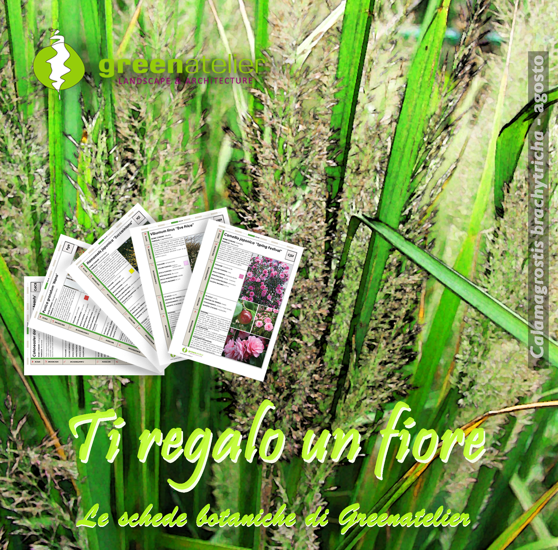 TI REGALO UN FIORE - INSTAGRAM Calamagrostis.png