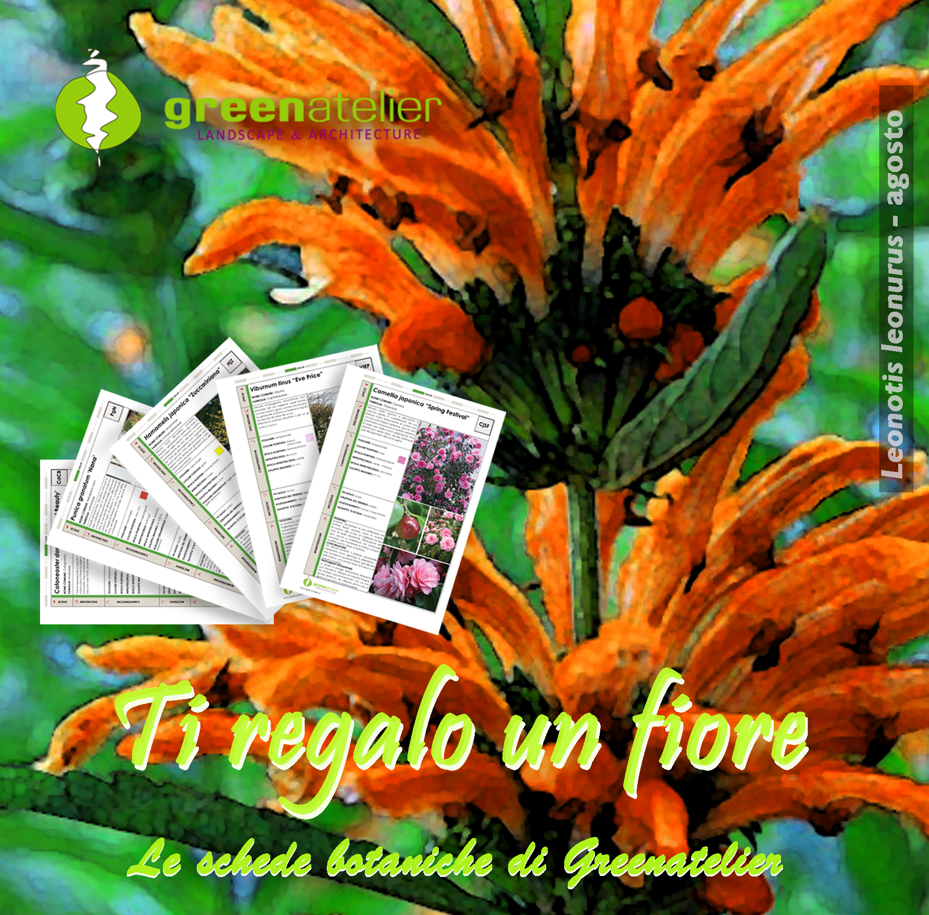 TI REGALO UN FIORE - INSTAGRAM Leonotis.png