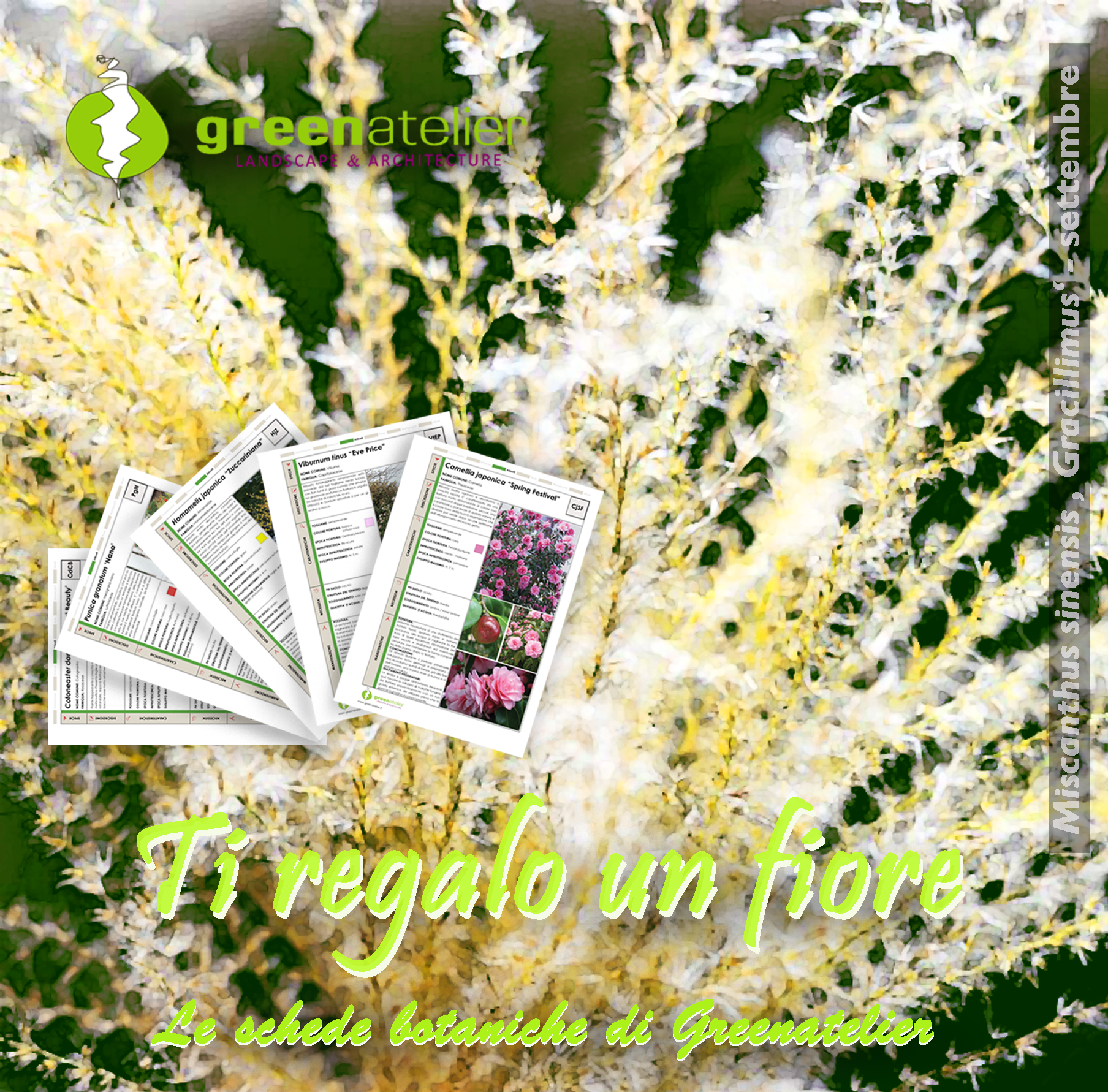 TI REGALO UN FIORE - INSTAGRAM Miscanthus.png