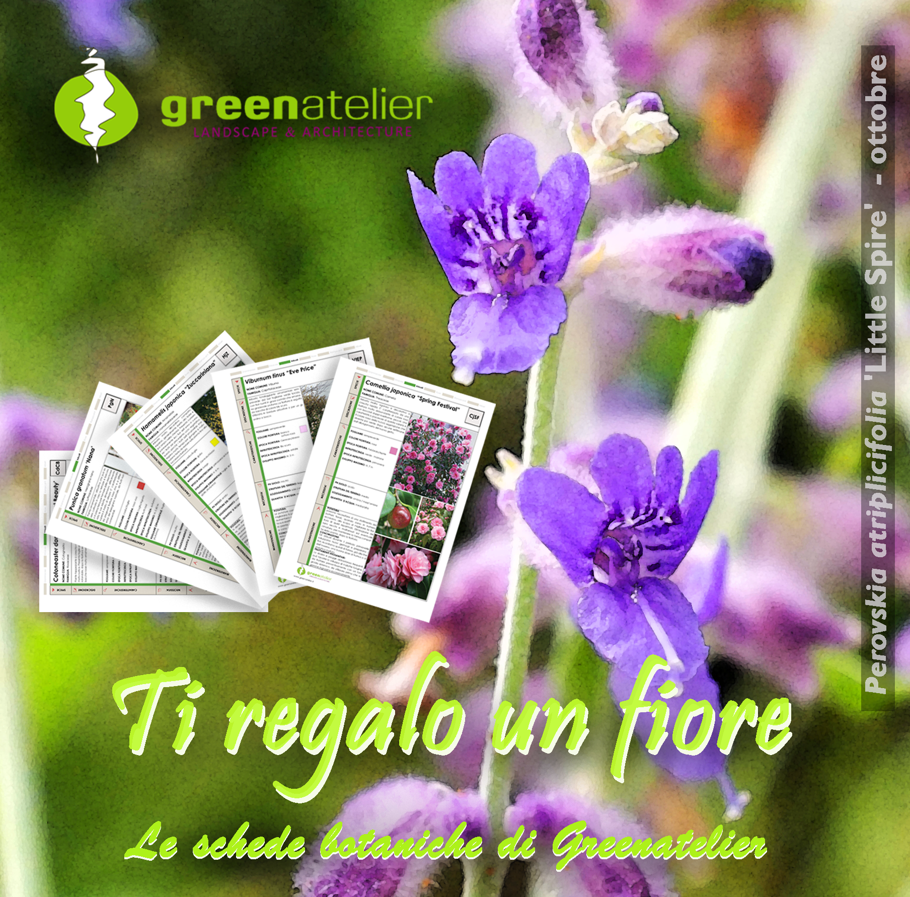 TI REGALO UN FIORE - INSTAGRAM perovskia.png