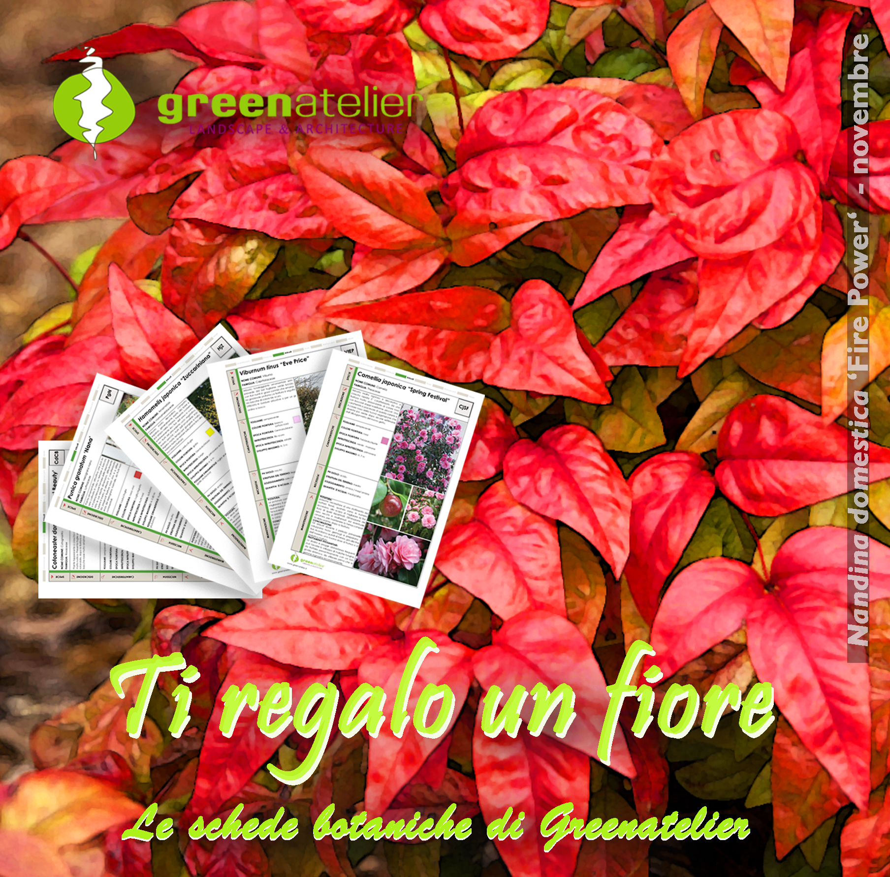 TI REGALO UN FIORE - INSTAGRAM Nandina.png