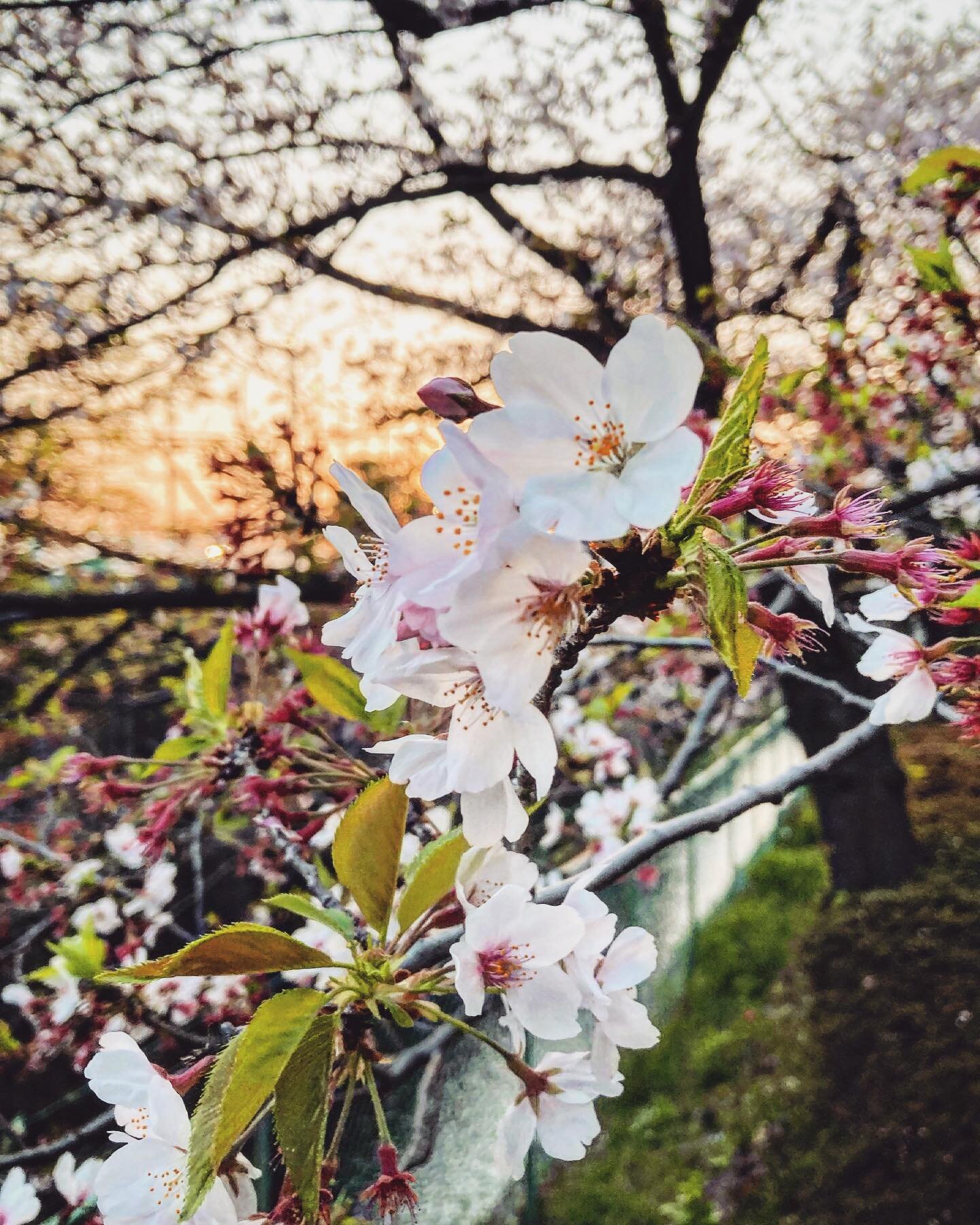 End of week 1 in Tokyo and it&rsquo;s perfectly timed to catch the end of the Cherry blossom season 🌸 🇯🇵 🌸 

#cherryblossom #japan #Tokyo #chofu #travel #outdoors #traveljapan #japanese #cherryblossomseason #iphonese #closeup #sunset #nature #tok