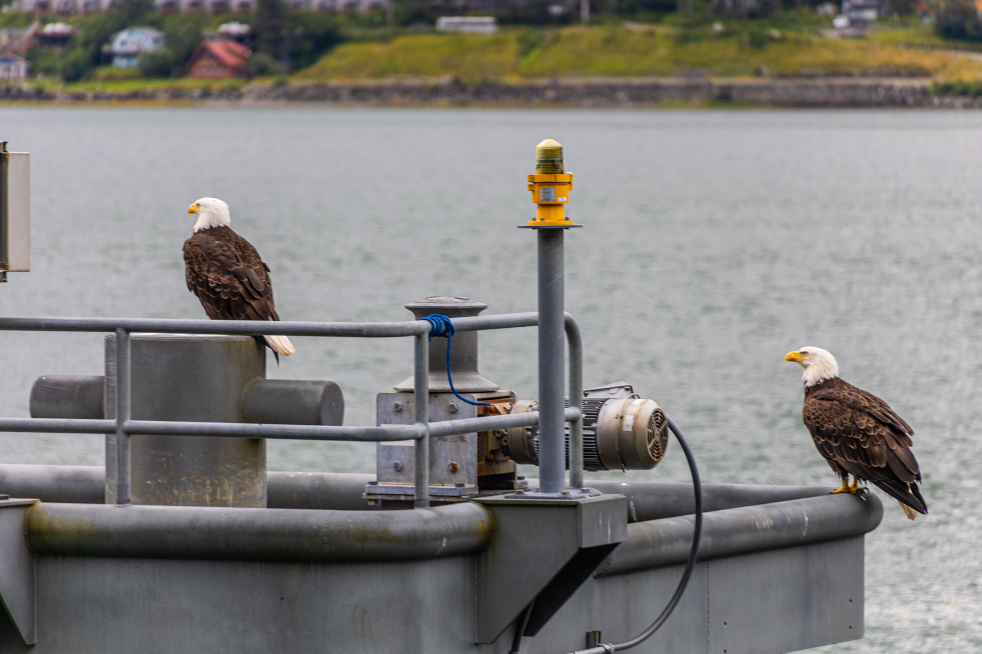 IMG_9379_Juneau_Web.jpg