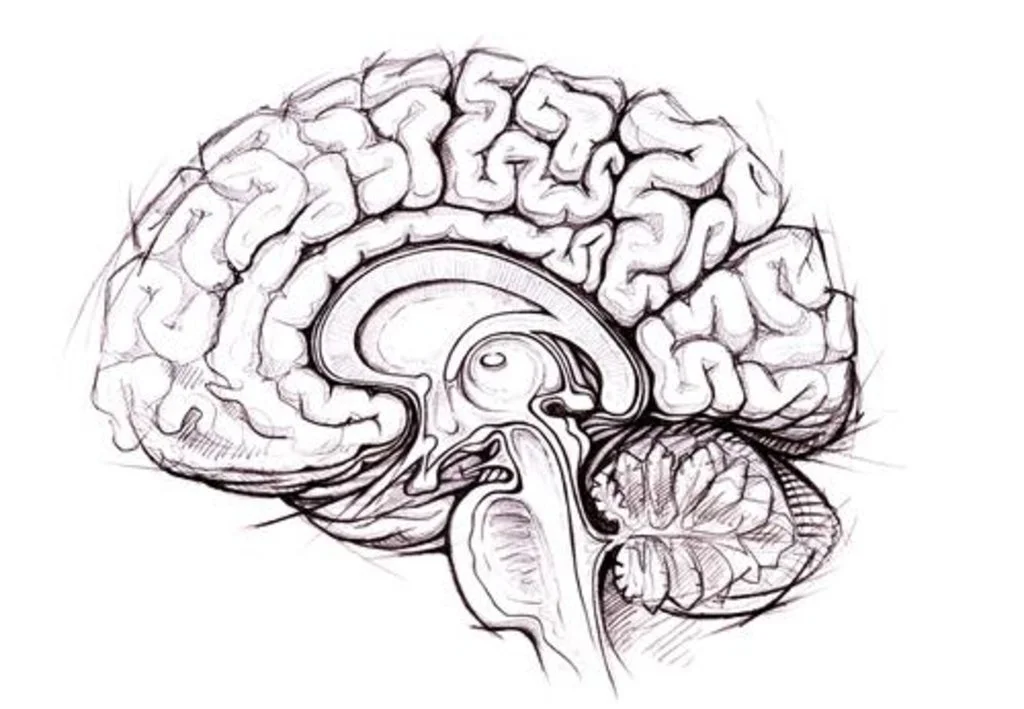 brain SS.jpg