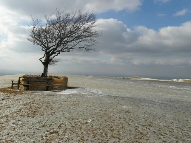 Ice at The Single Beech