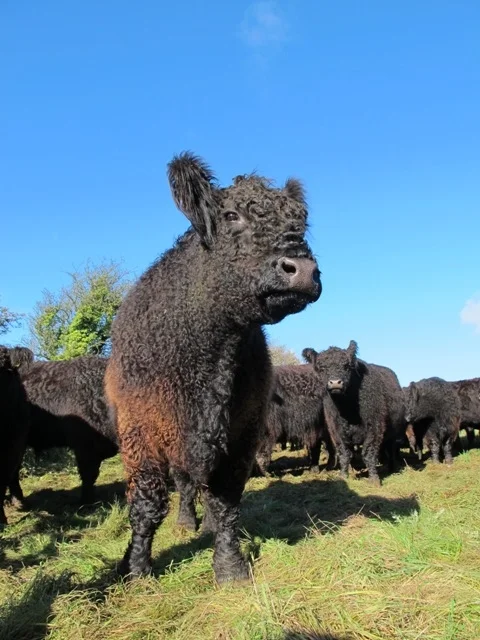 Galloway cattle
