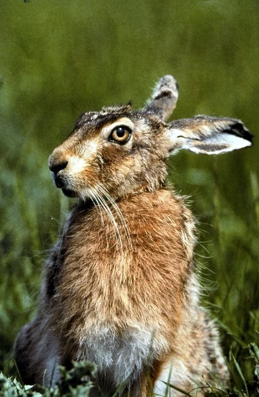 Hare