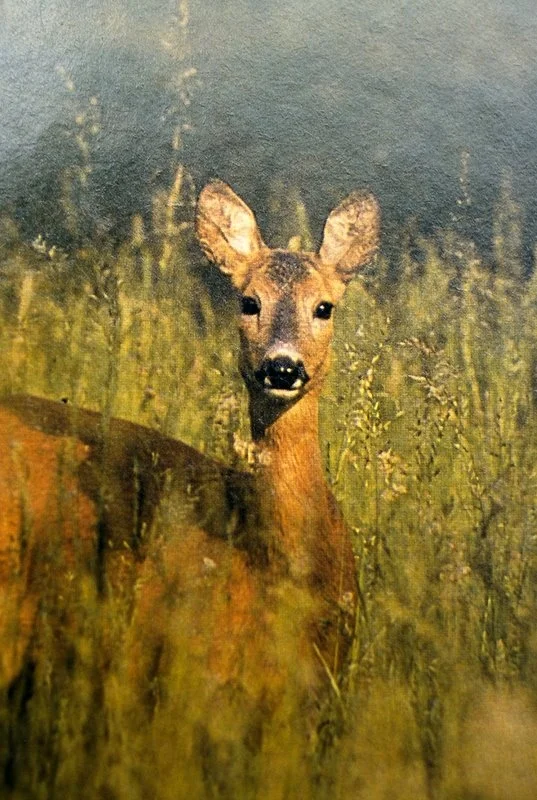 Roe deer