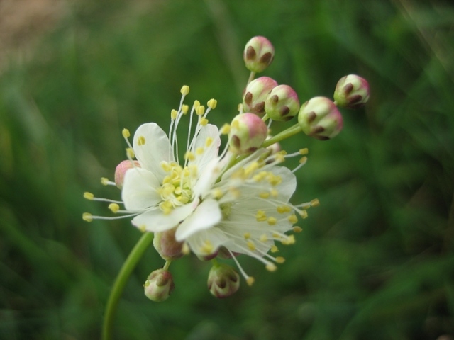 Dropwort