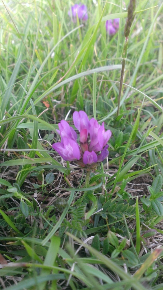 Purple milk-vetch