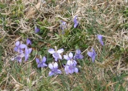 Violet