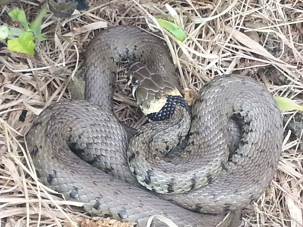 Grass snake